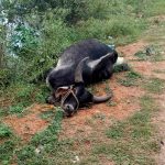 ಕಸಾಯಿಖಾನೆಗೆ ಸಾಗುತ್ತಿದ್ದ ಎತ್ತು ರಸ್ತೆಯಲ್ಲೆ ಬಿದ್ದು ಸಾವು