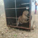 ಬೋನಿಗೆ ಬಿದ್ದ ಚಿರತೆ