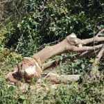 ಕಿಡಿಗೇಡಿಗಳಿಂದ ಮರಗಳ ಮಾರಣ ಹೋಮ