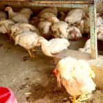 ಚಳಿಯ ವಾತಾವರಣದ ಪ್ರಭಾವ, ಮಾಂಸದ ಬೆಲೆಗಳು ದುಬಾರಿ. ಗ್ರಾಹಕರು ಹೈರಾಣು